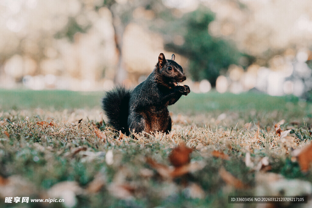 草地上的黑色松鼠