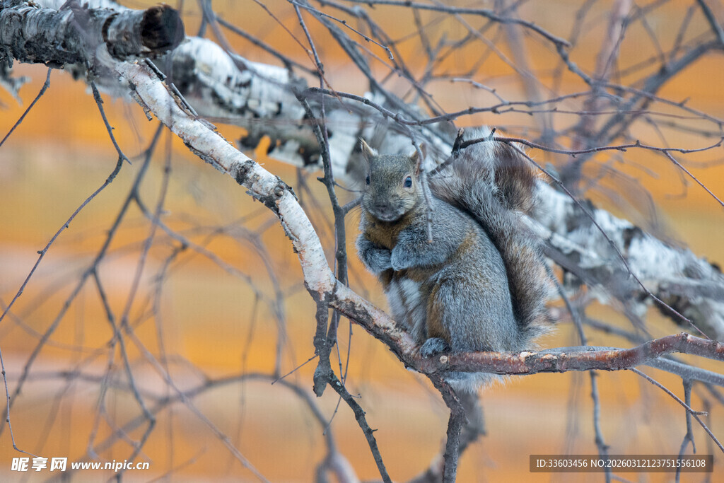 树枝上可爱的松鼠
