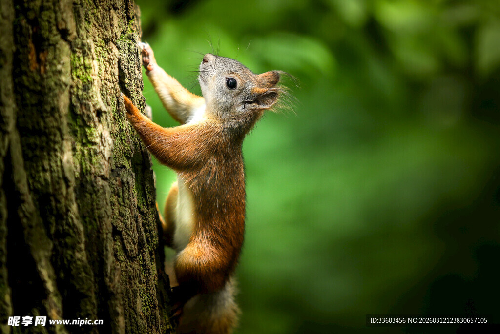松鼠攀树瞬间