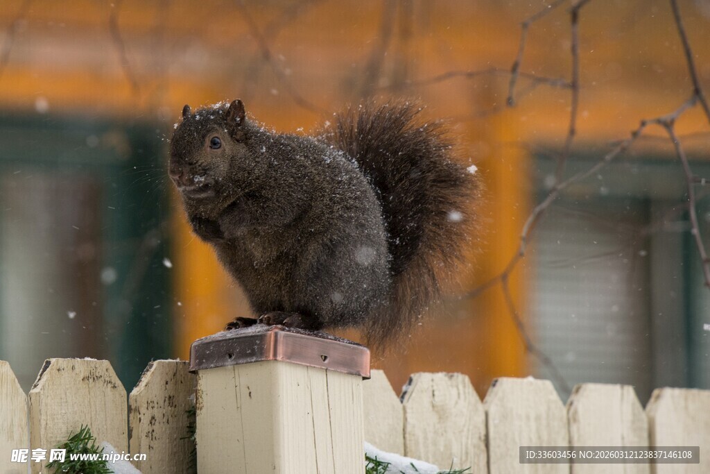 围栏上的可爱松鼠