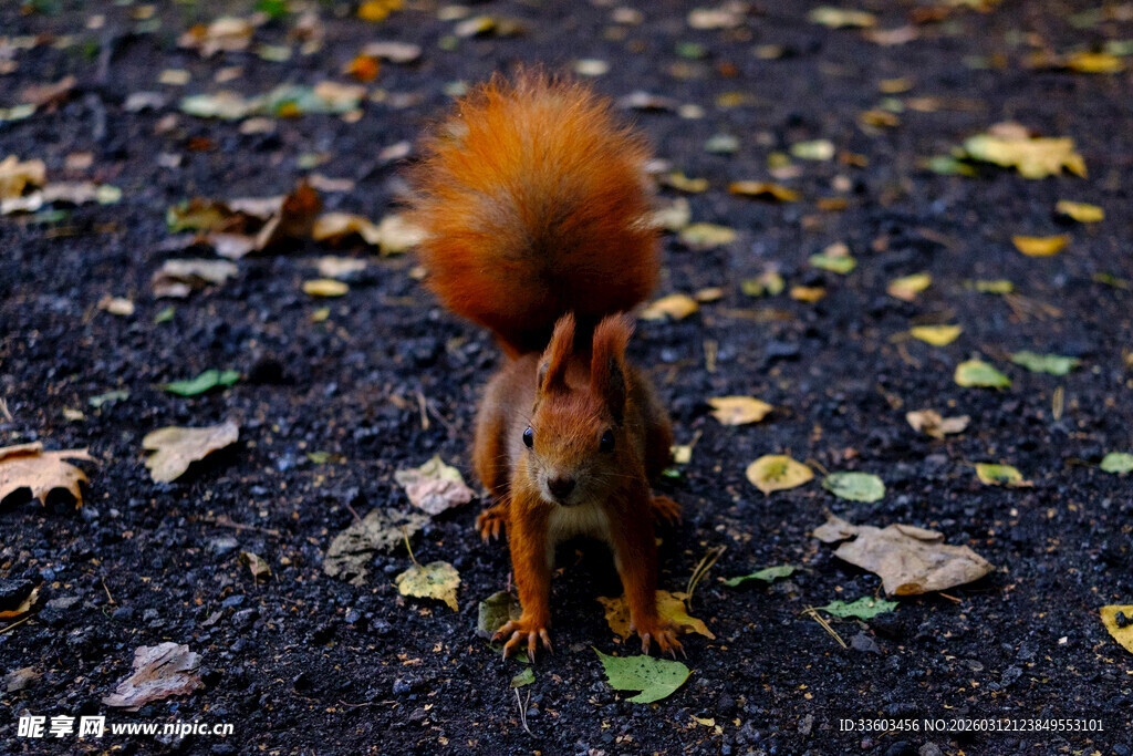 落叶中可爱的松鼠