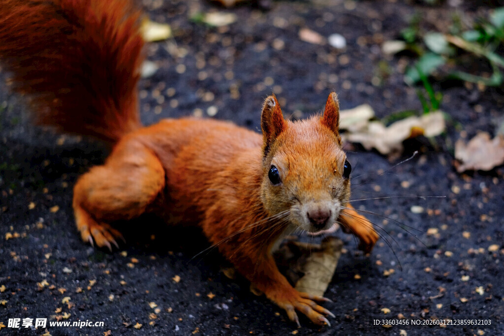 红松鼠抱坚果于地面