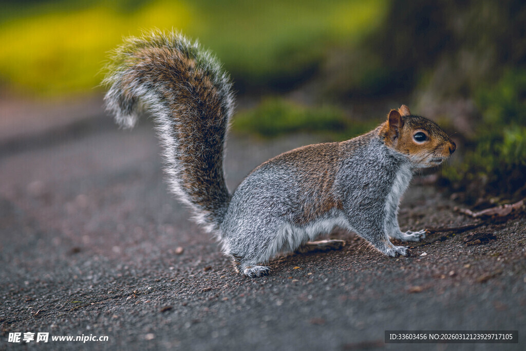 路边可爱松鼠