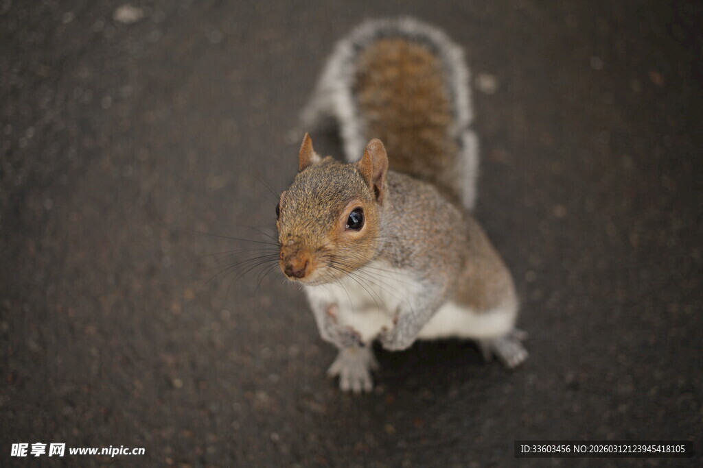 站立的松鼠