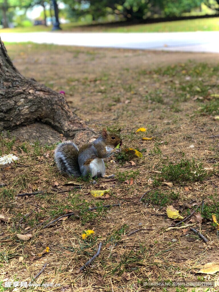 树下觅食的小松鼠