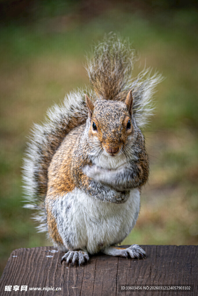 可爱松鼠站在木台上