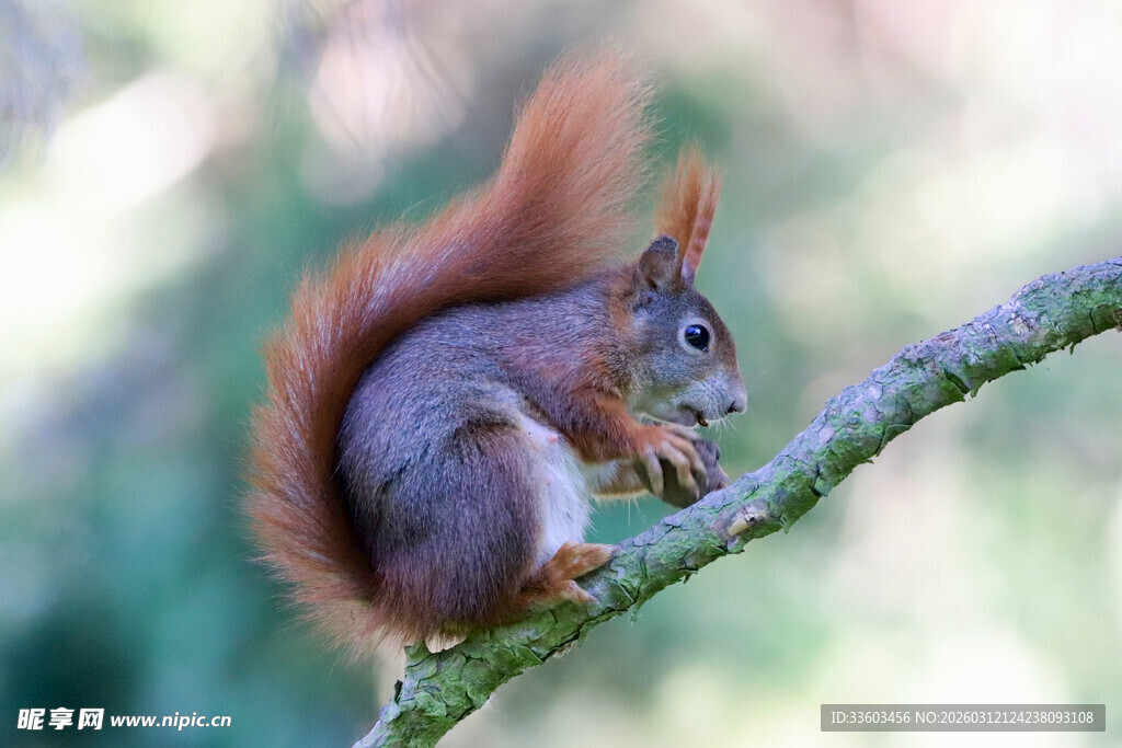 树枝上进食的可爱小松鼠