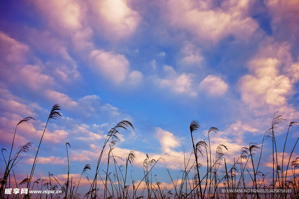 夕阳下的芦苇与梦幻天空