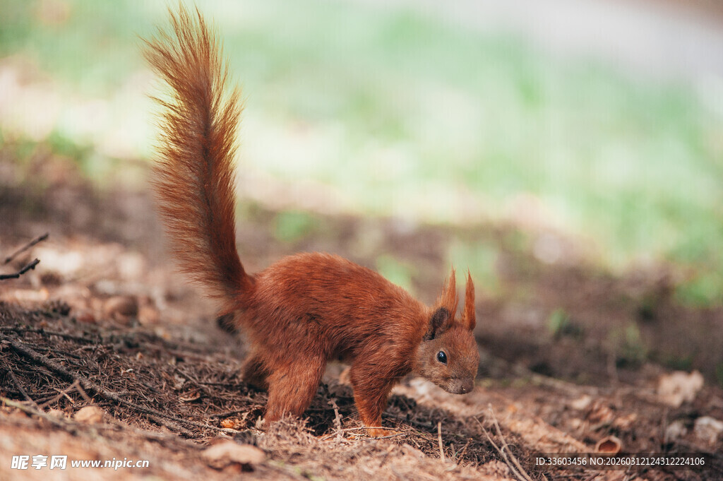 红松鼠于地面觅食瞬间
