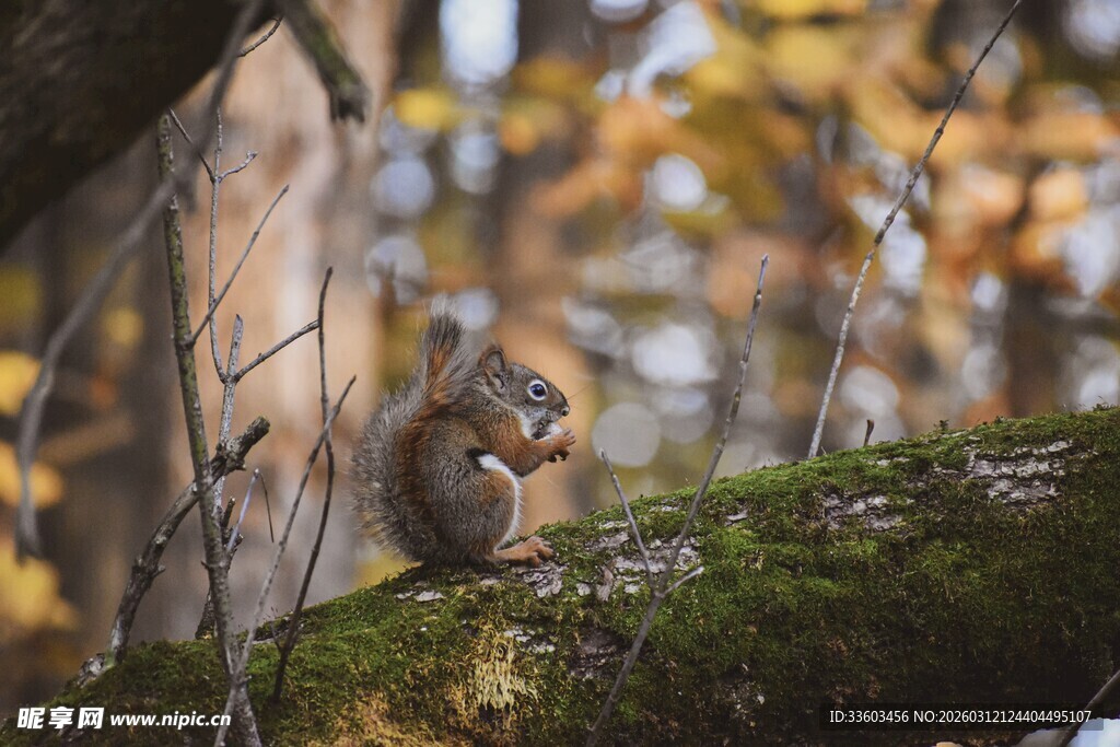 树枝上进食的小松鼠