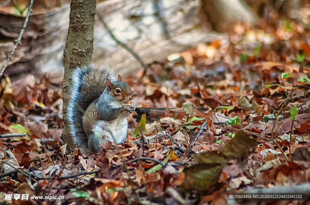 林间松鼠嬉戏于落叶间