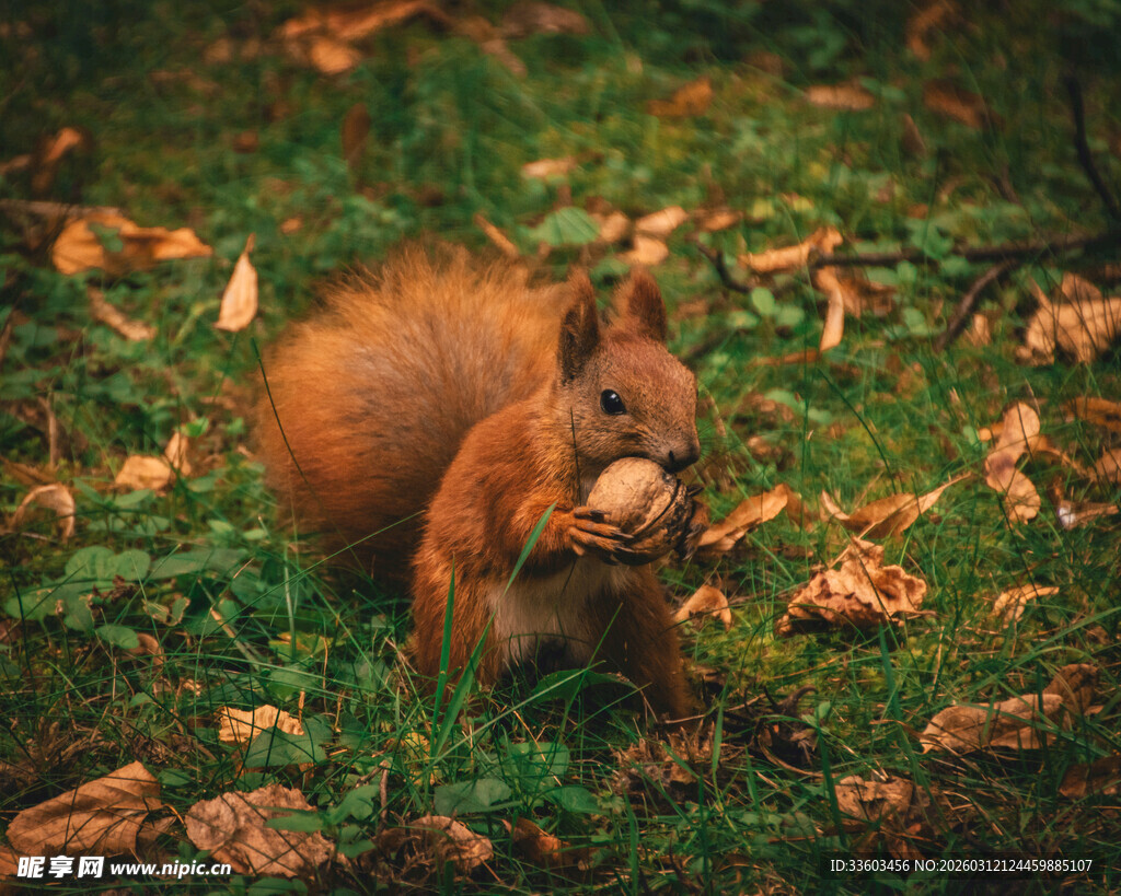 秋日松鼠草地享美食