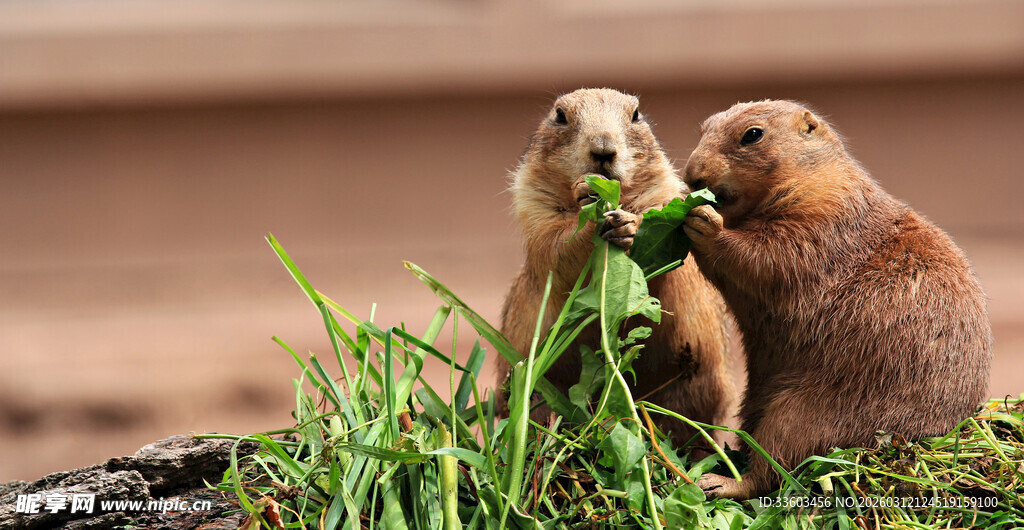 两只土拨鼠在草地上进食