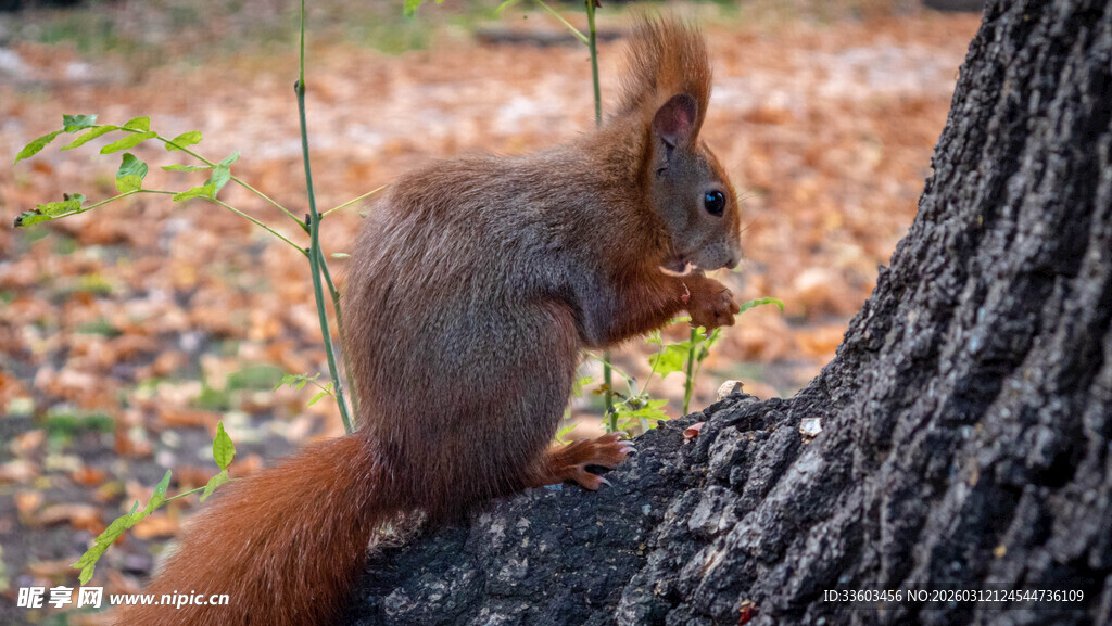 树干上进食的可爱小松鼠