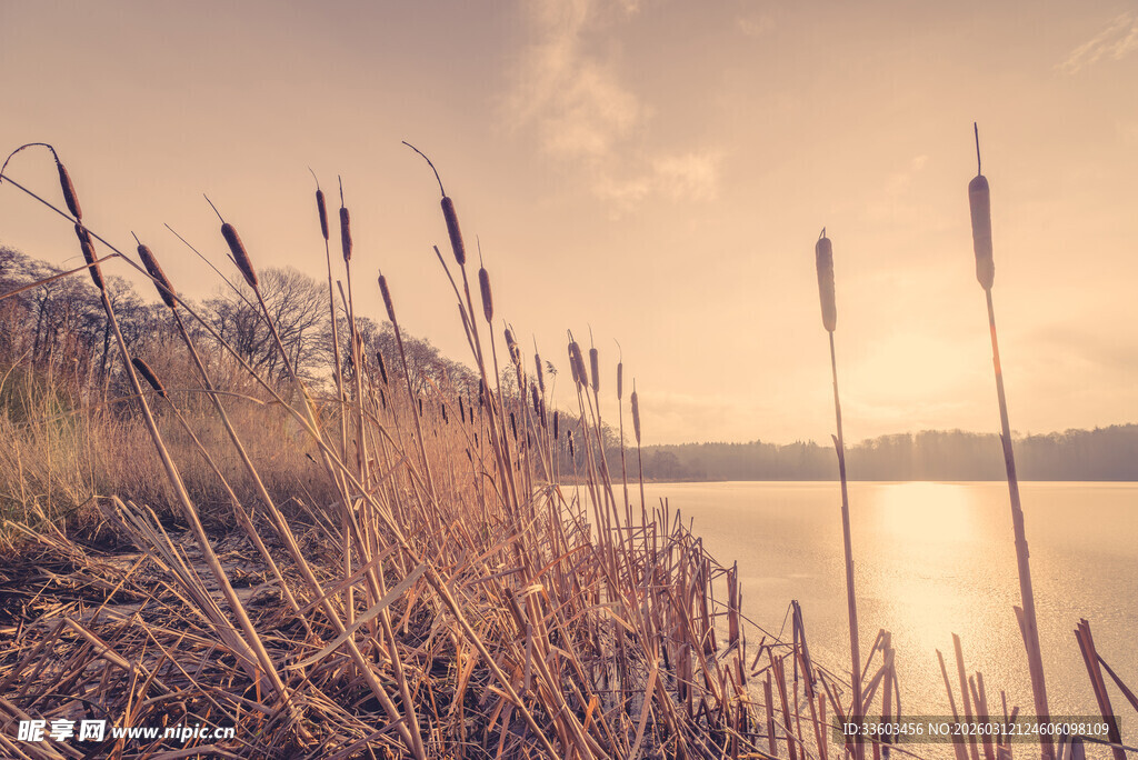 湖畔芦苇在夕阳下的美景