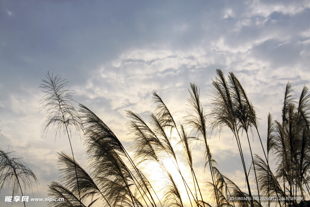 夕阳下的芦苇随风摇曳