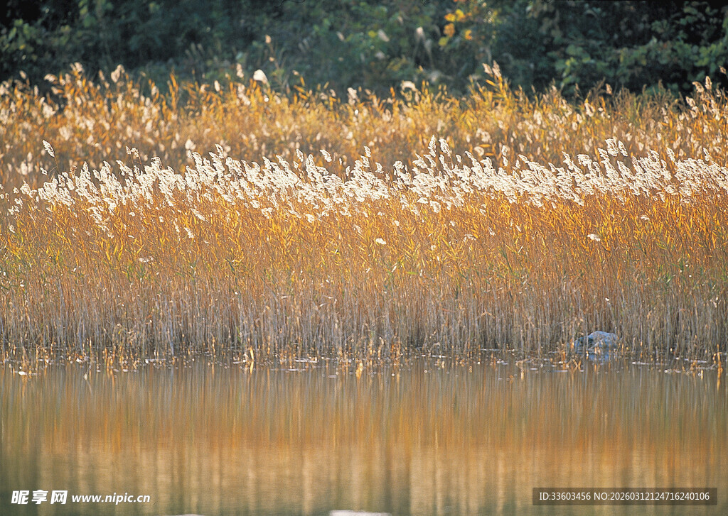 湖畔芦苇荡