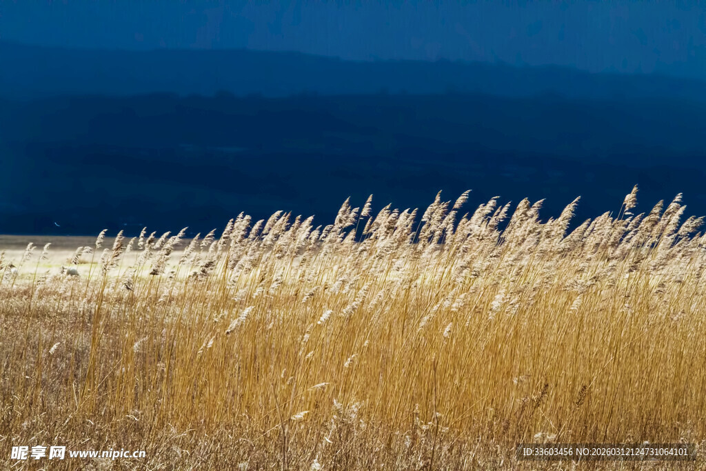 金黄芦苇荡