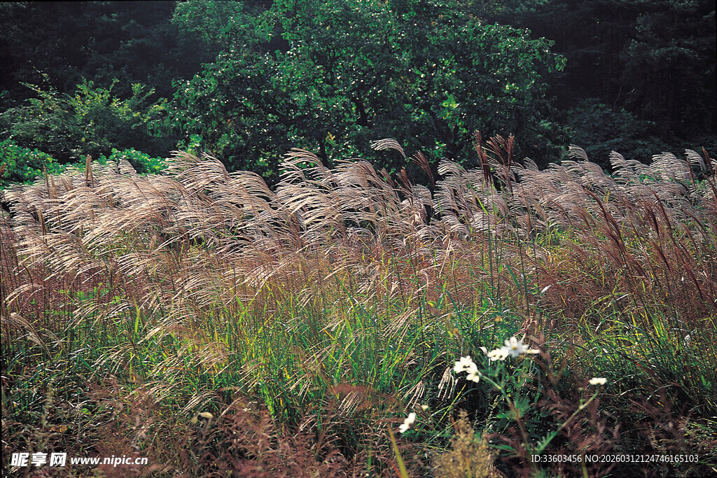 野外摇曳的芦苇丛景观