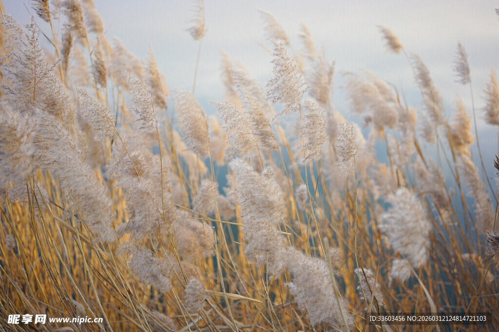 秋日芦苇荡美景