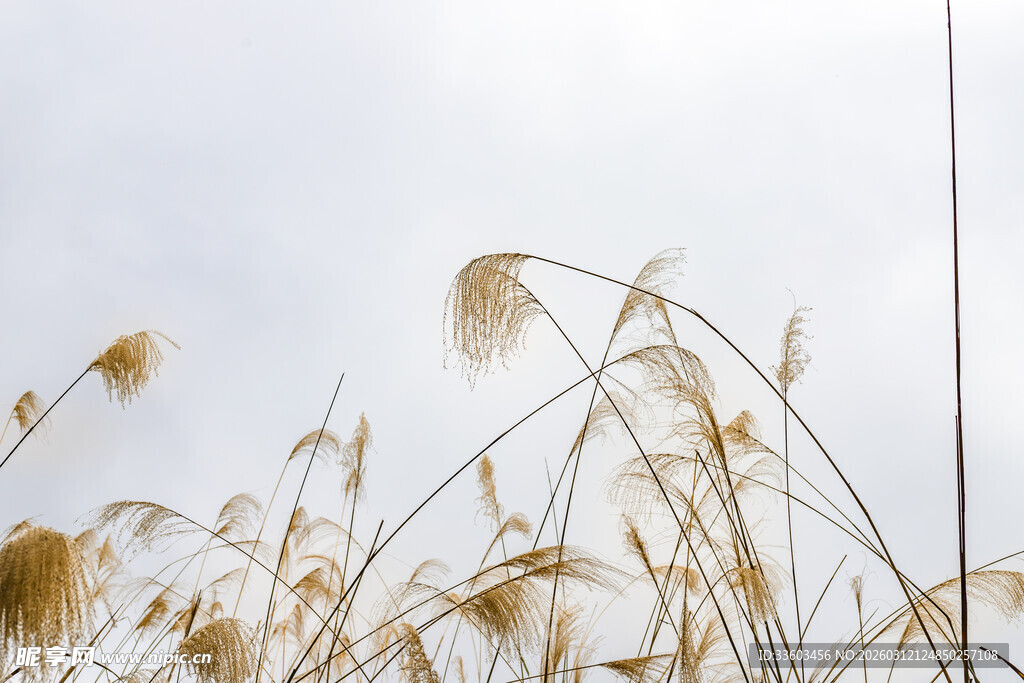 阳光下的摇曳芦苇