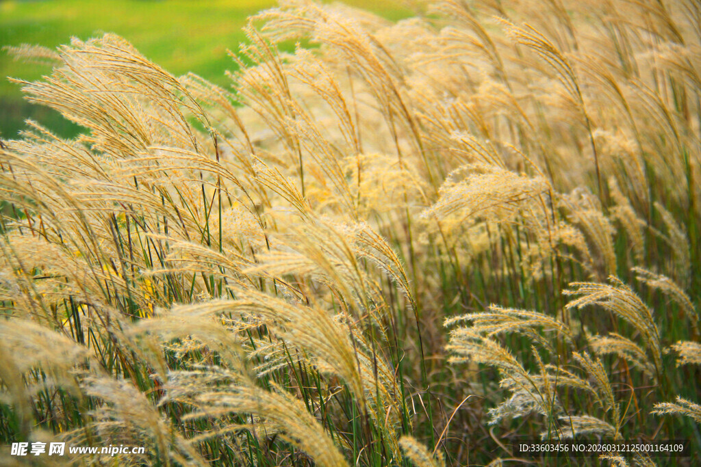 风中摇曳的金黄芦苇