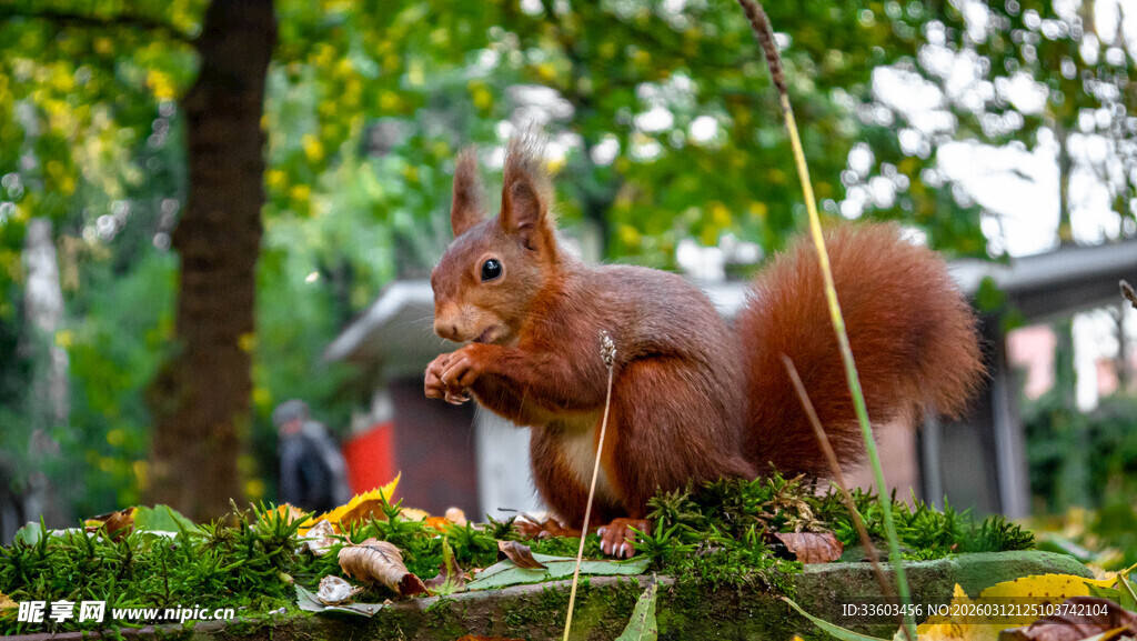 户外可爱松鼠在绿植旁