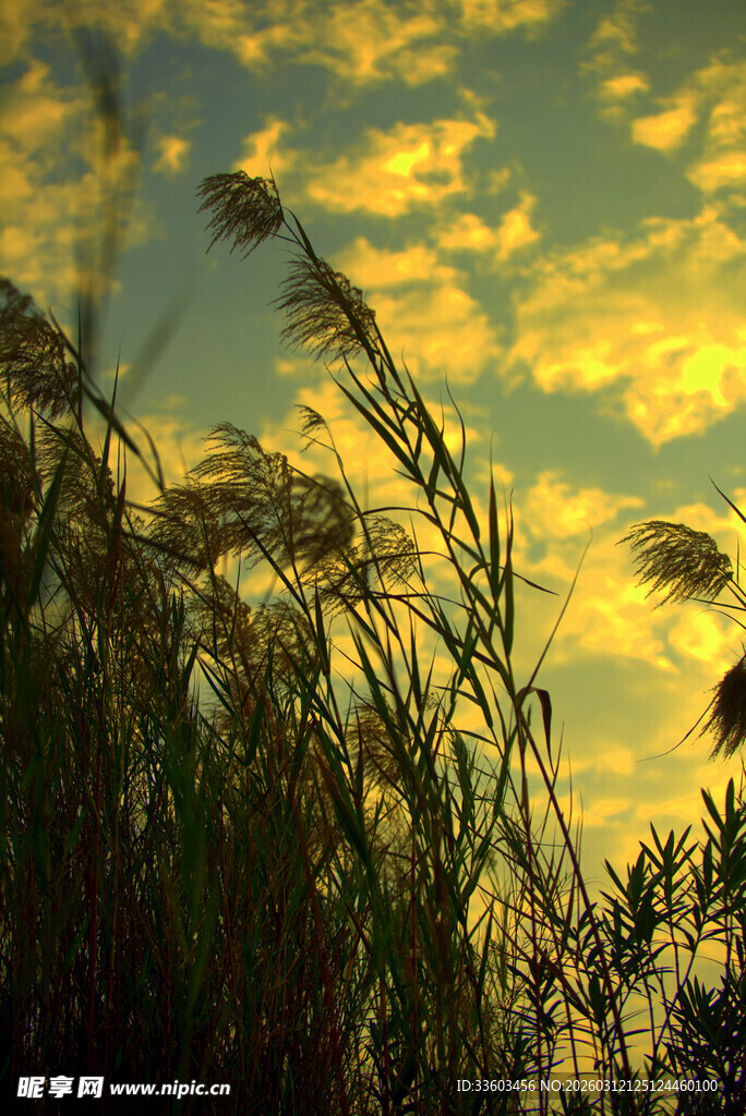 夕阳下摇曳的金黄芦苇