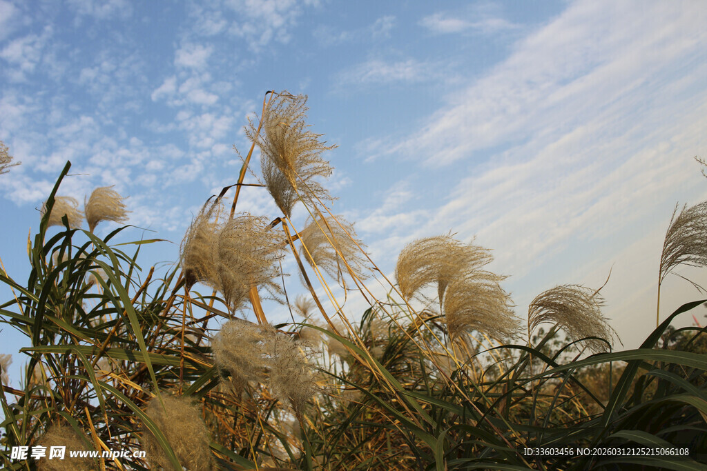 阳光下的蓬松芦苇