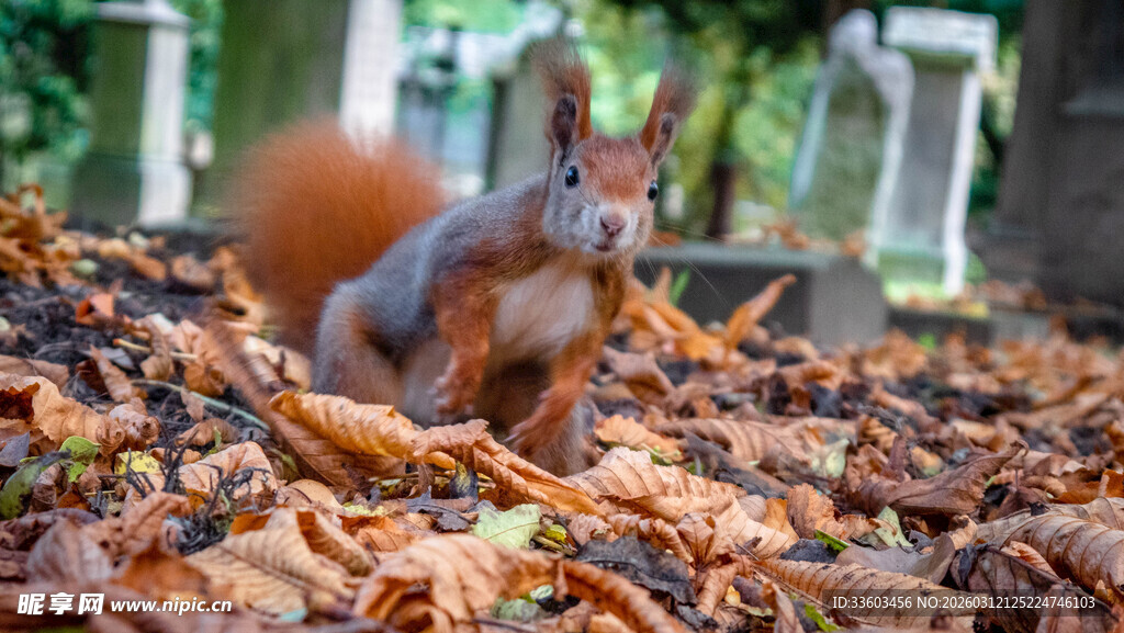 落叶中的红松鼠