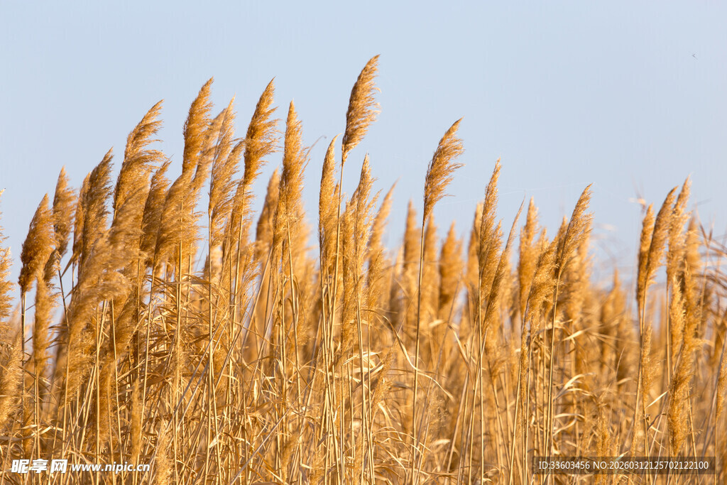 秋日金黄芦苇随风摇曳
