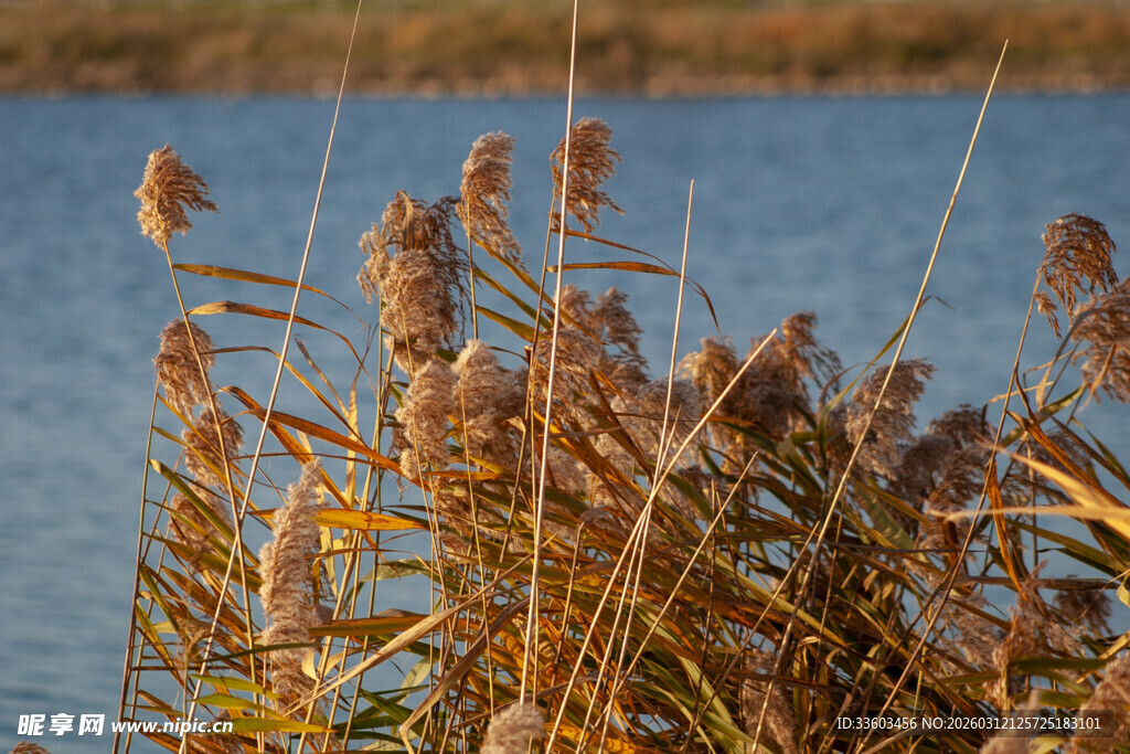 湖畔芦苇