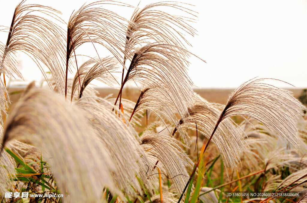 风中摇曳的白色芦苇