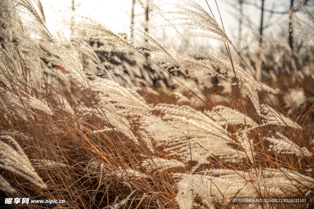 秋日芦苇荡风景
