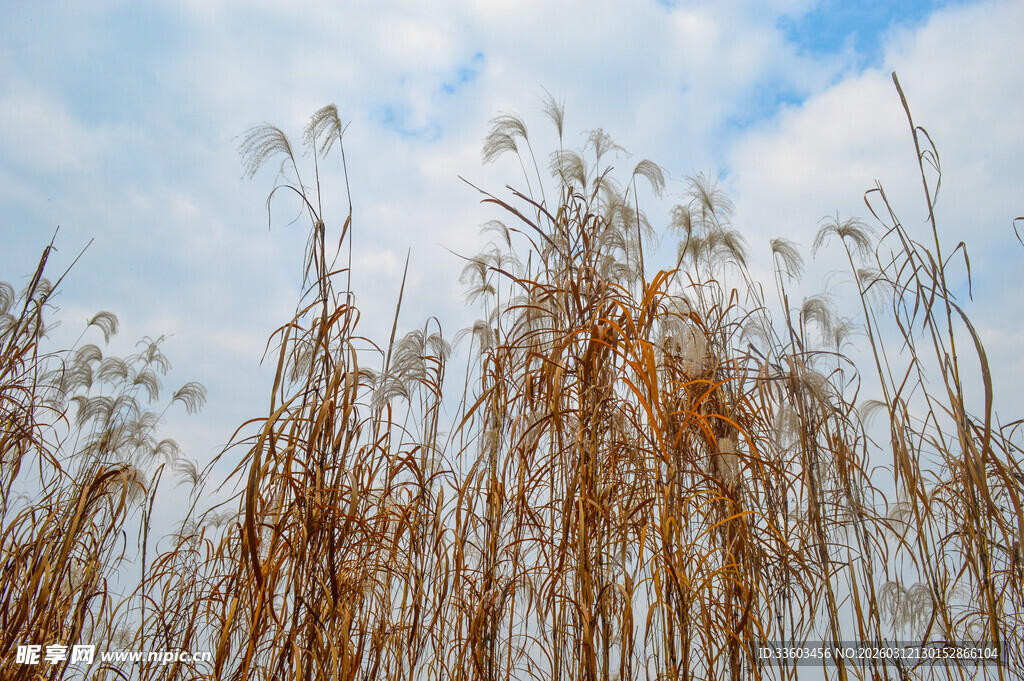 蓝天白云下的金黄芦苇
