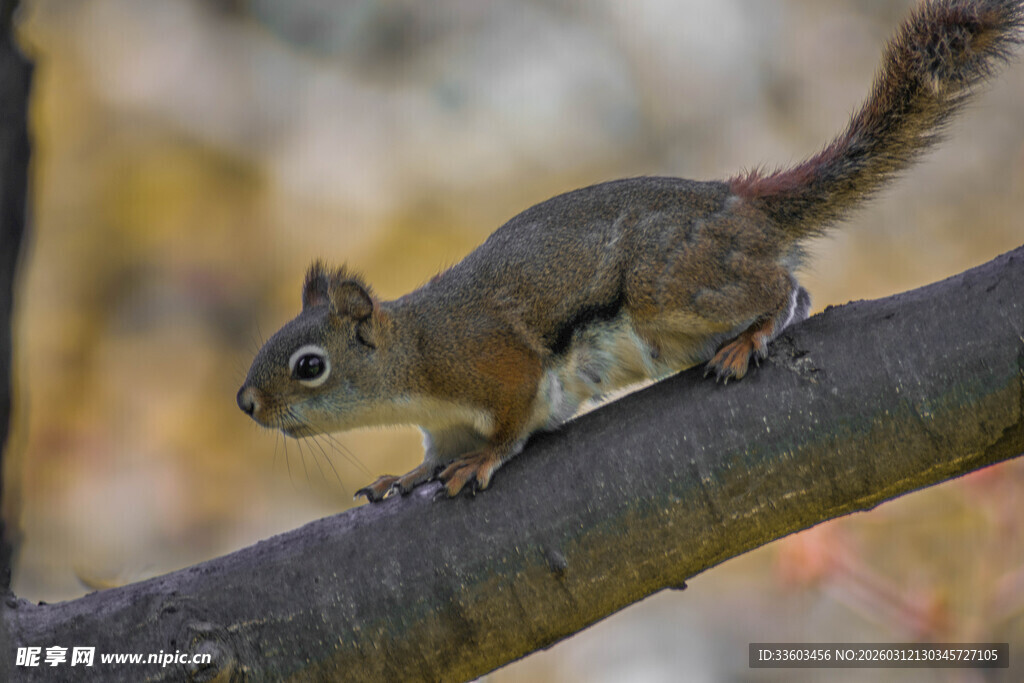 树枝上的可爱小松鼠