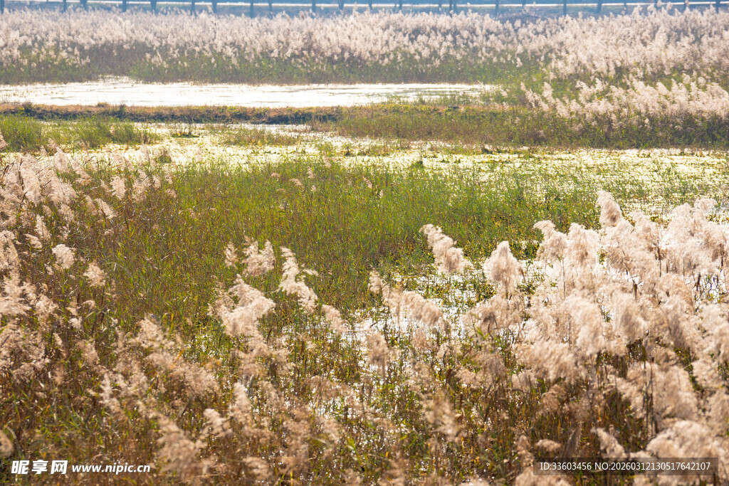 芦苇荡中的自然美景