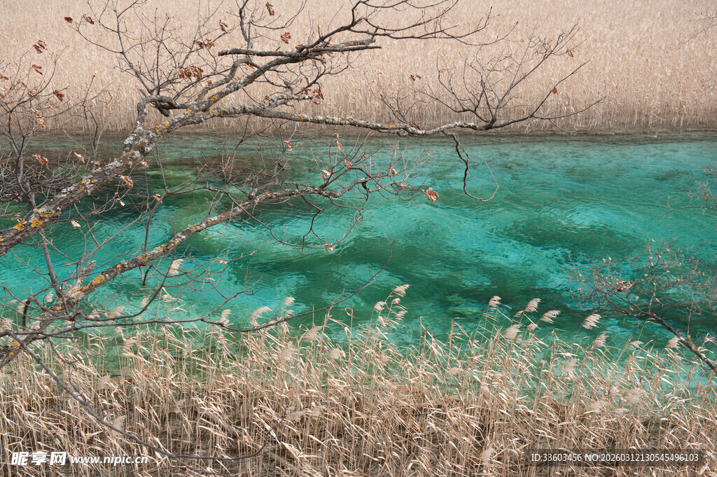 湖畔枯树与澄澈碧水