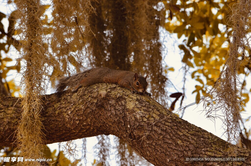 树枝上休憩的动物与小鸟