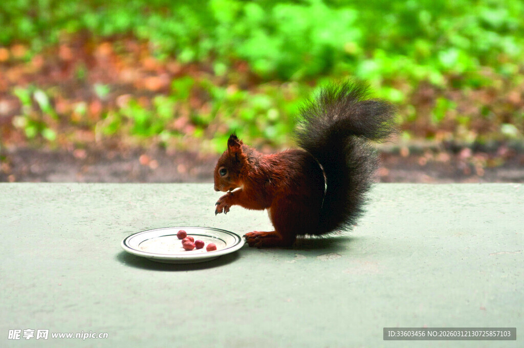 松鼠在户外进食小点心