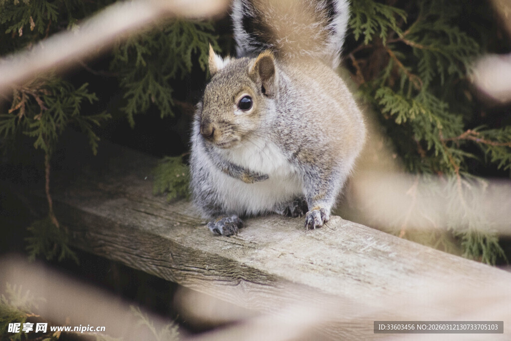 木栏上的可爱小松鼠