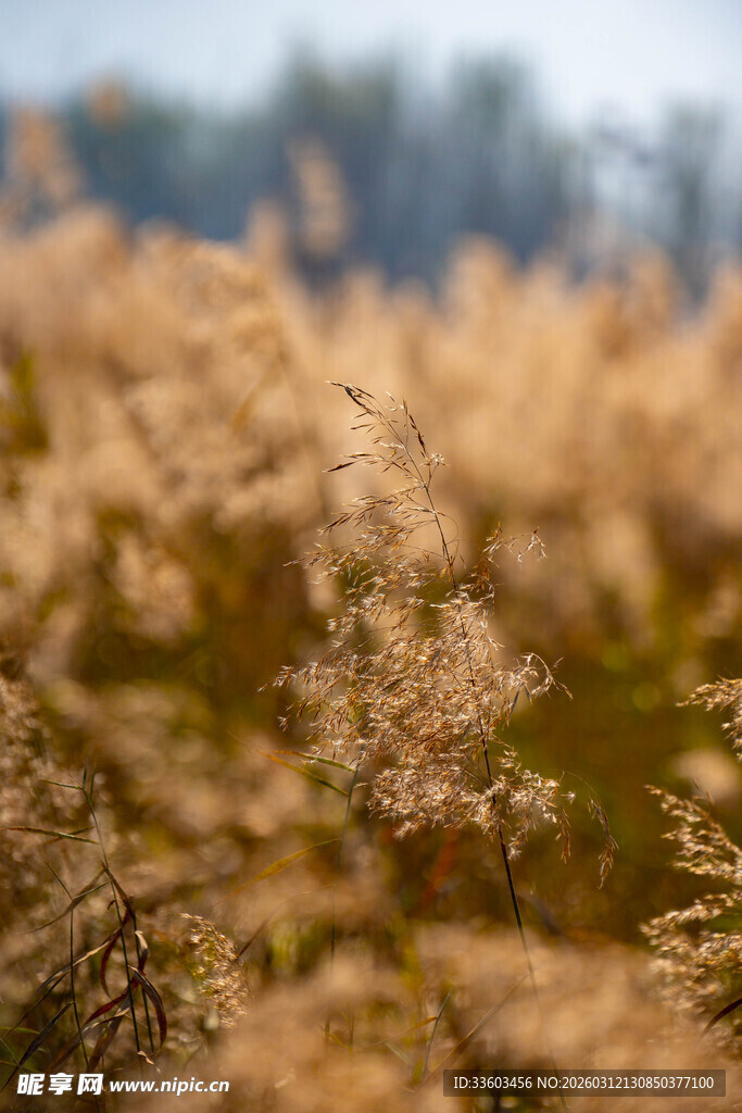 秋日芦苇荡美景