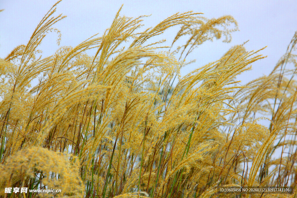 金黄芦苇随风摇曳