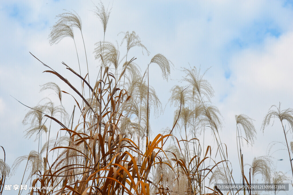 蓝天白云下的摇曳芦苇
