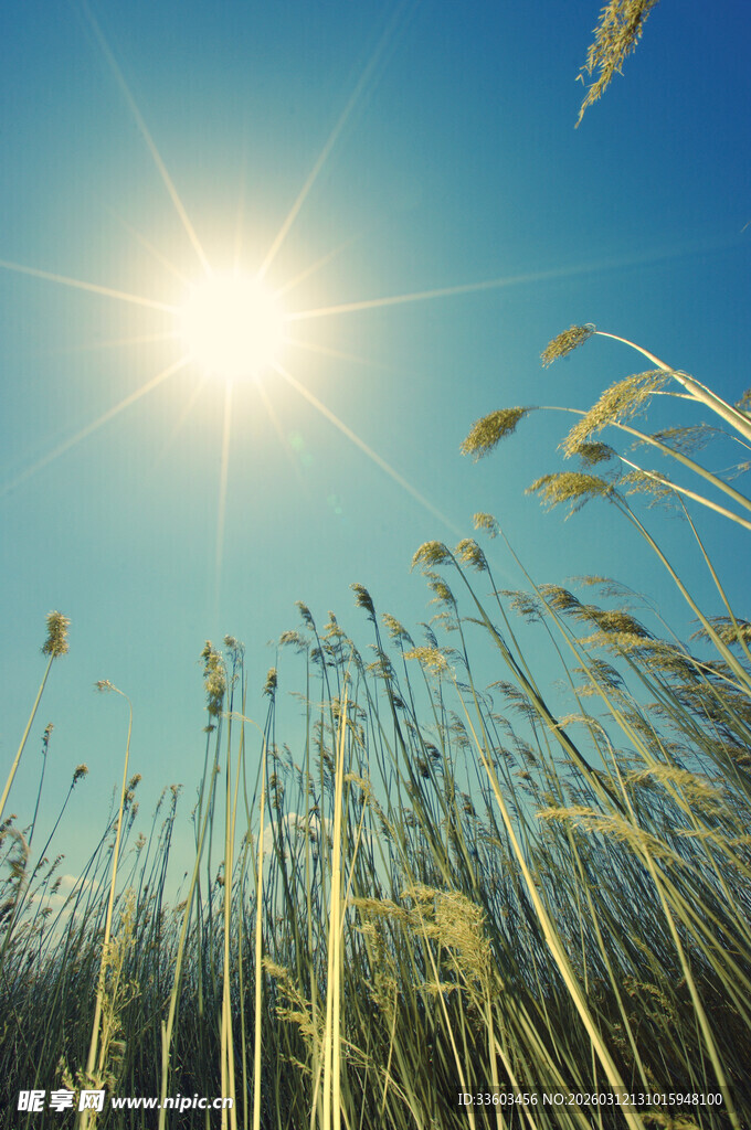 阳光下的金黄麦穗