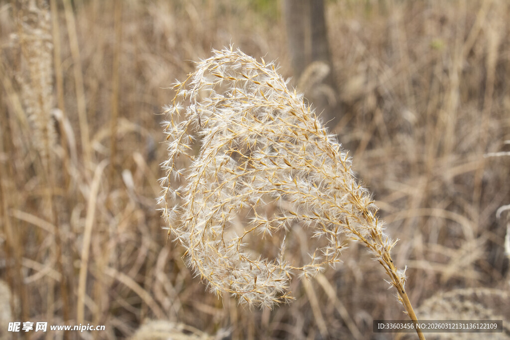 秋日芦苇特写