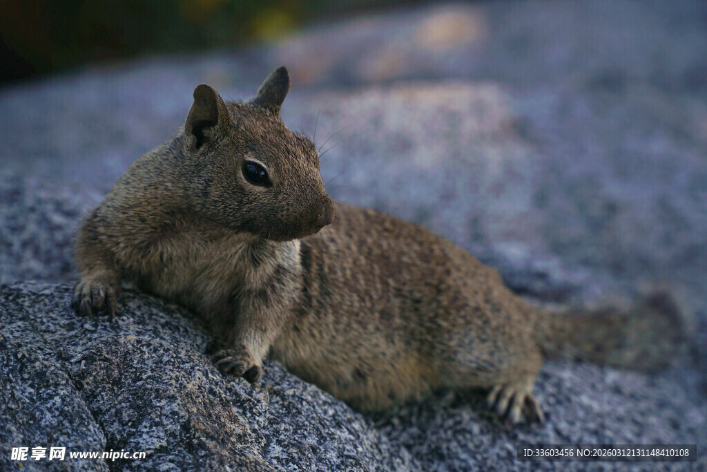 岩石上可爱的松鼠