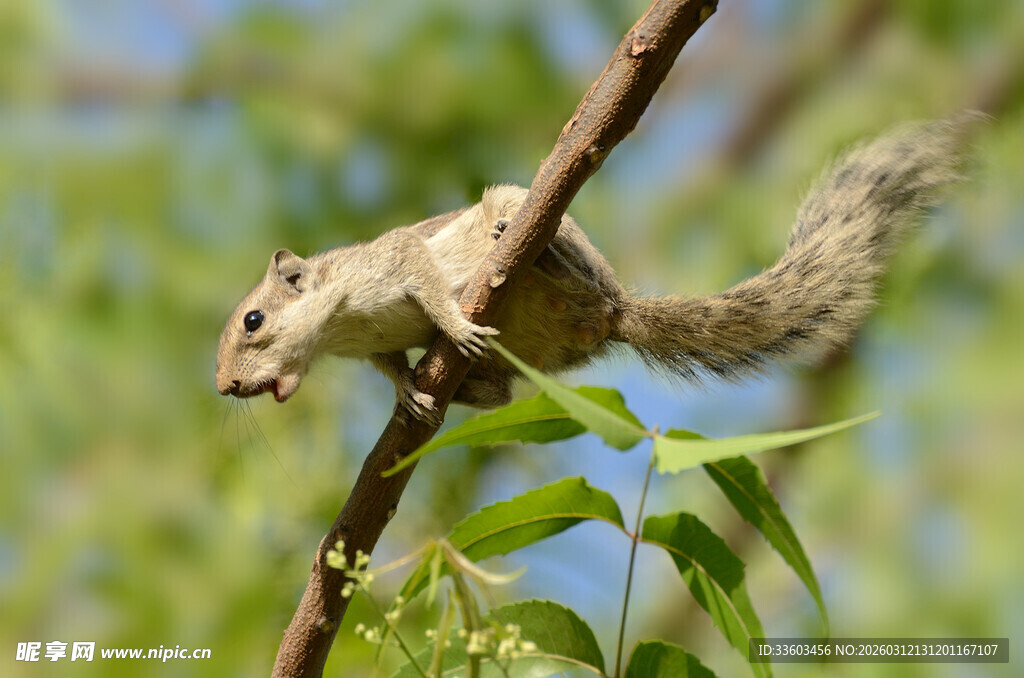 树枝上的灵动松鼠