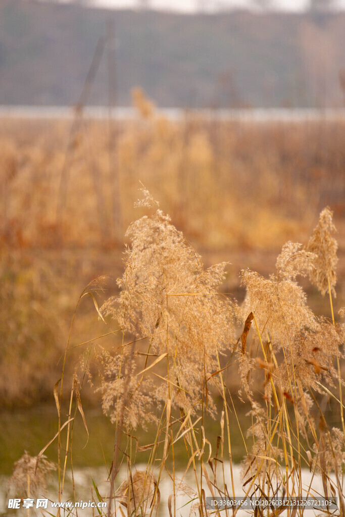 秋日芦苇荡美景