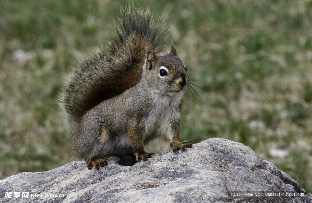岩石上的松鼠